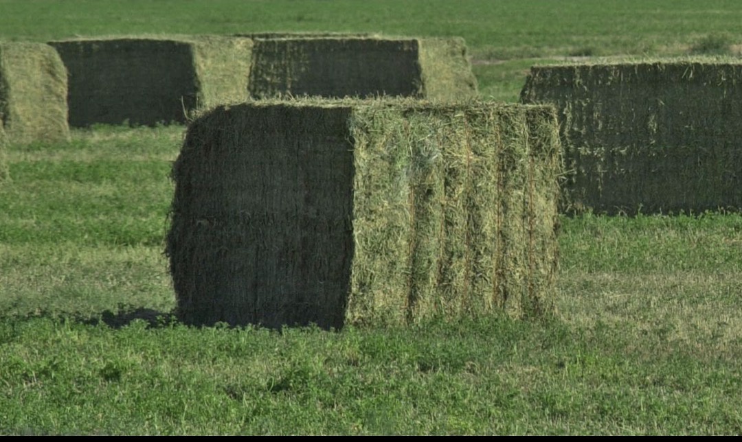 Alfalfa