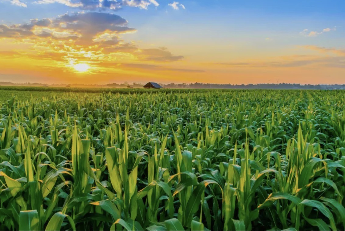 Corn