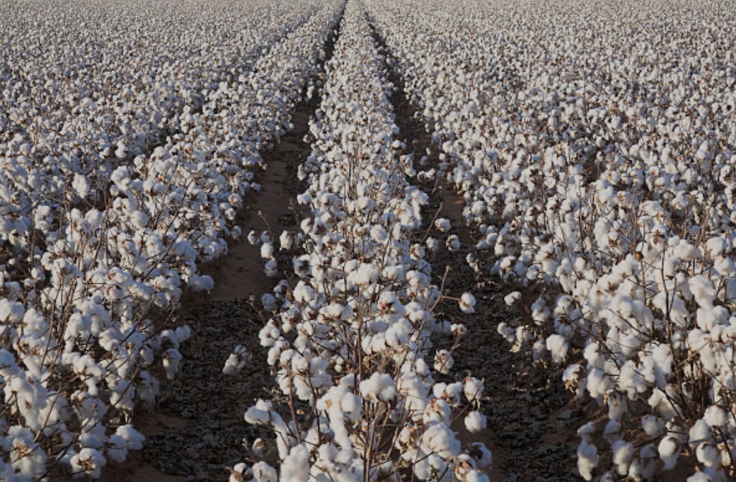 Cotton