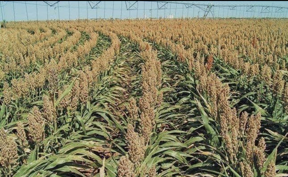 Sorghum