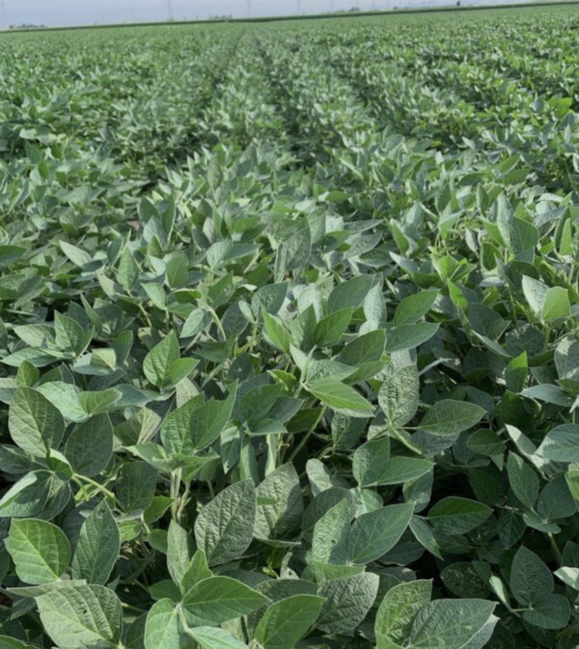 Soybeans