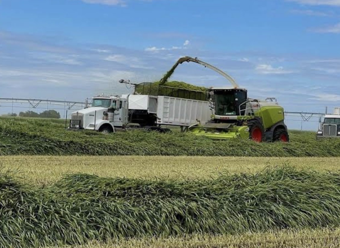 Triticale