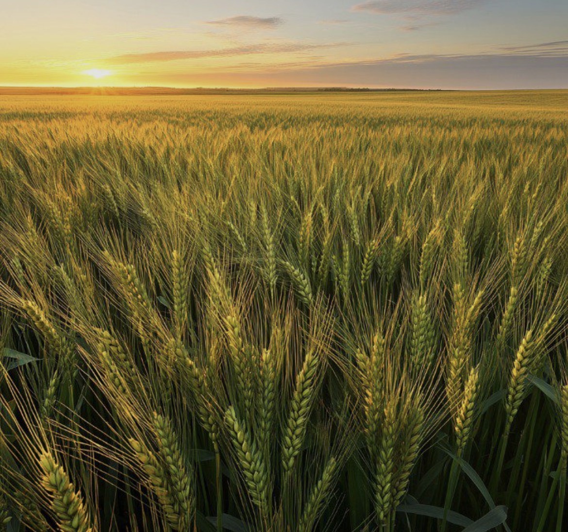Wheat
