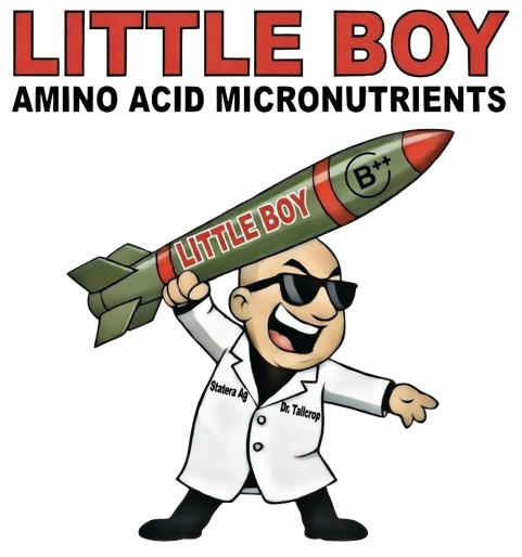 LITTLE BOY (Boron A++)